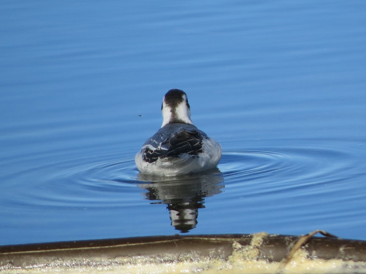 Red Phalarope - ML125409701