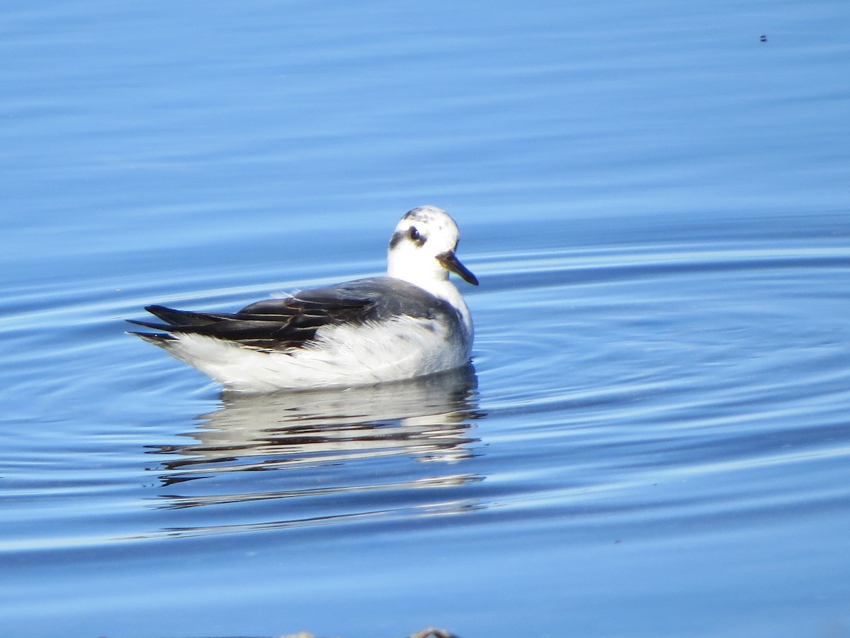 Red Phalarope - ML125409711