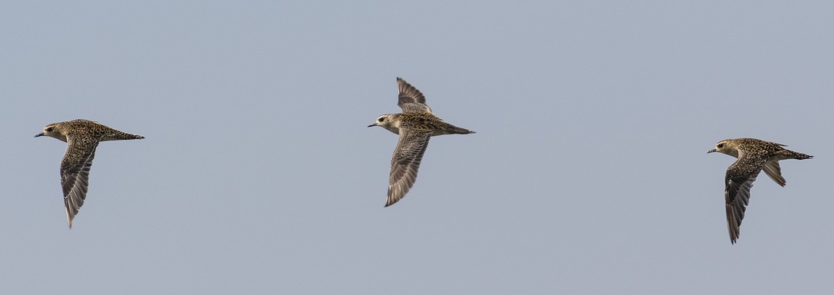 Pacific Golden-Plover - Peter Kennerley