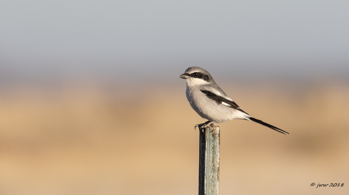 Pie-grièche migratrice - ML125411651