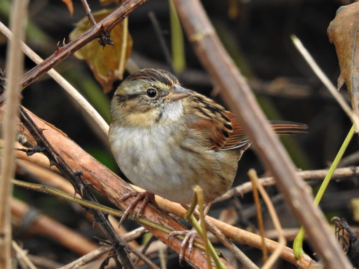 Swamp Sparrow - ML125413101