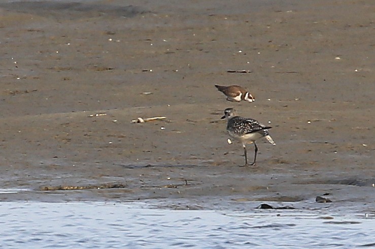 Black-bellied Plover - ML125413331