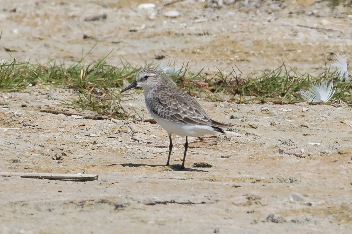 Zwergstrandläufer - ML125413801