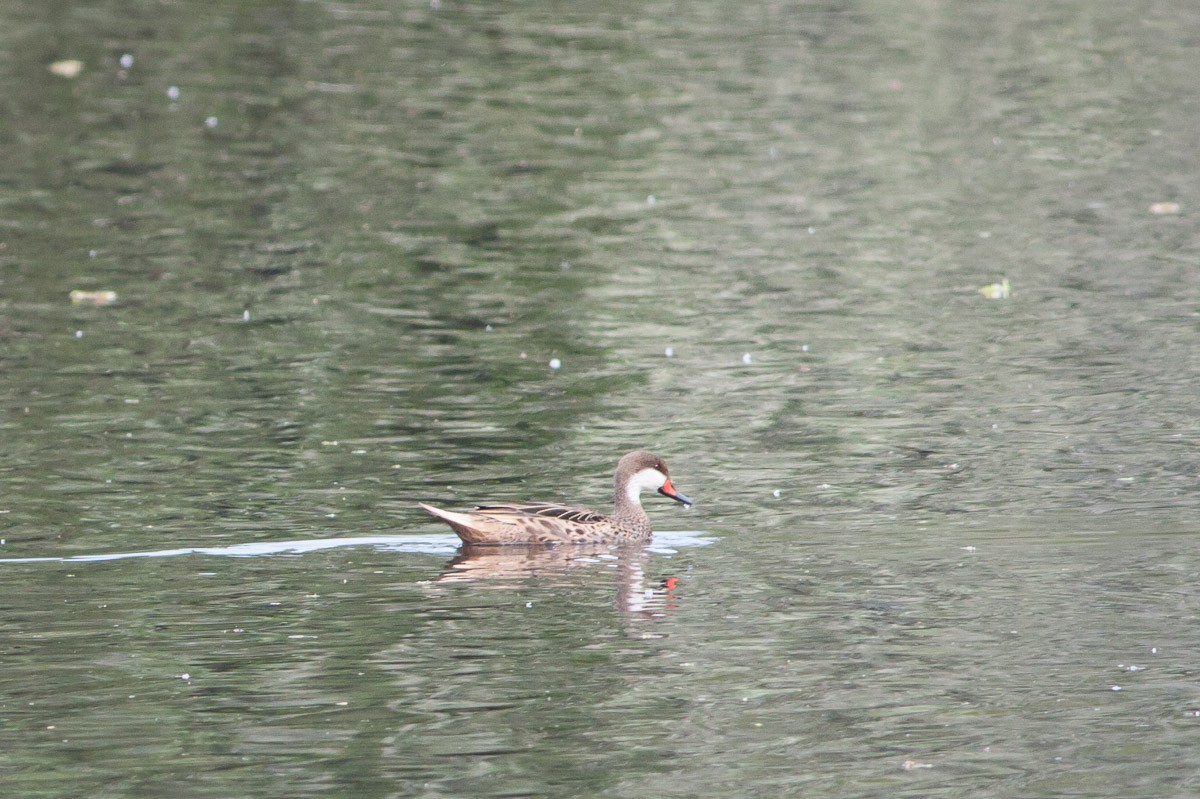 White-cheeked Pintail (White-cheeked) - ML125415771