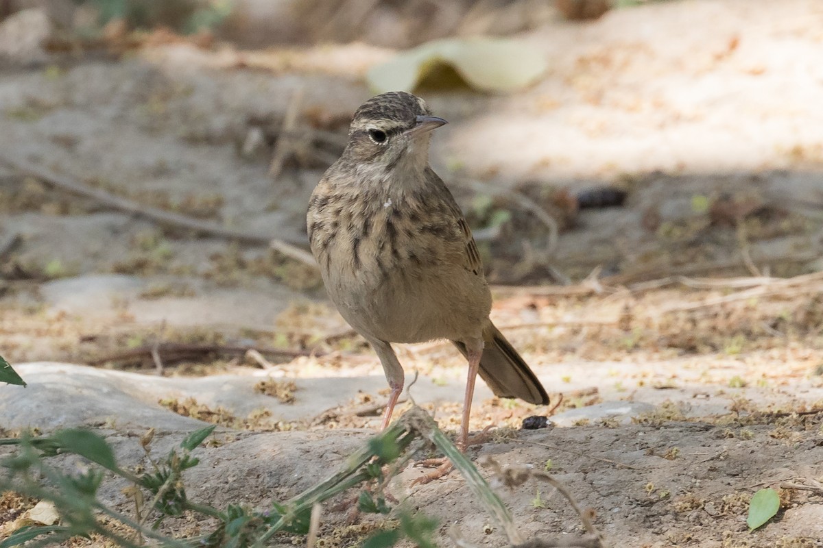Long-billed Pipit (Arabian) - ML125416361