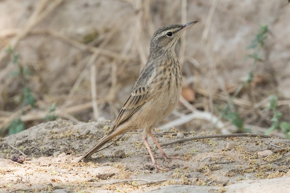 Long-billed Pipit (Arabian) - ML125416561