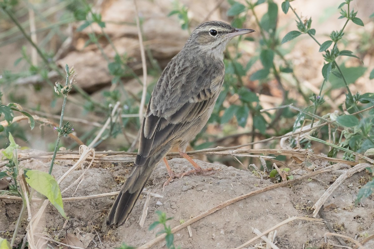 Long-billed Pipit (Arabian) - ML125416621