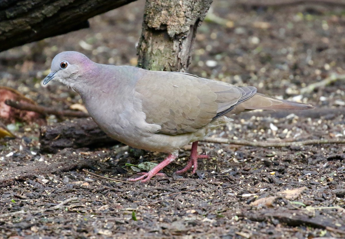 White-tipped Dove - Victor Stoll