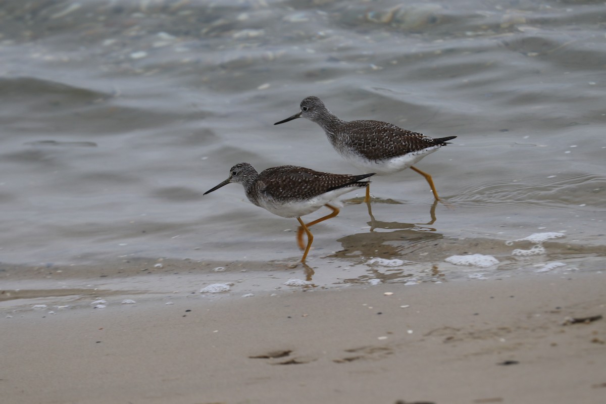 Greater Yellowlegs - ML125419651