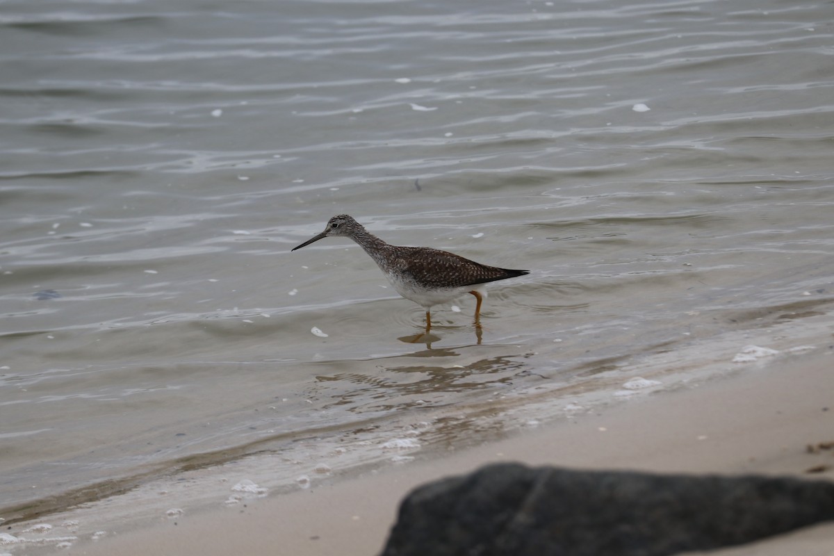 Greater Yellowlegs - ML125419721