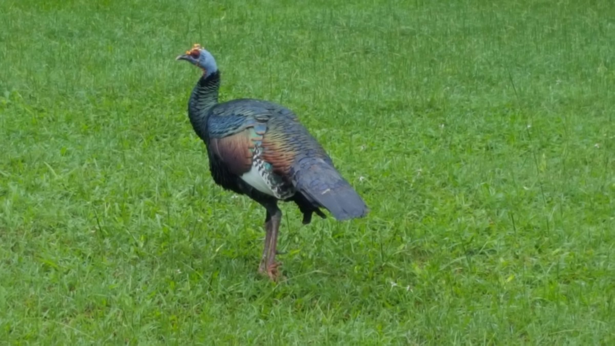 Ocellated Turkey - ML125420201
