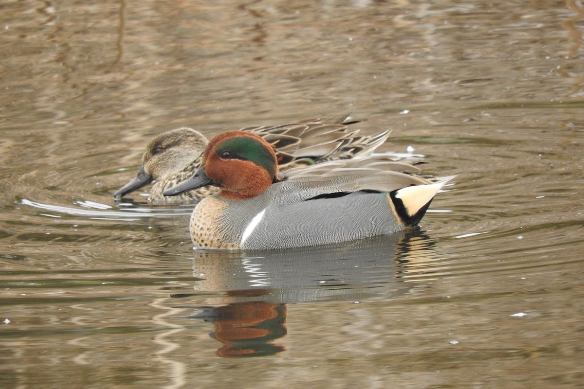 Green-winged Teal - ML125423651