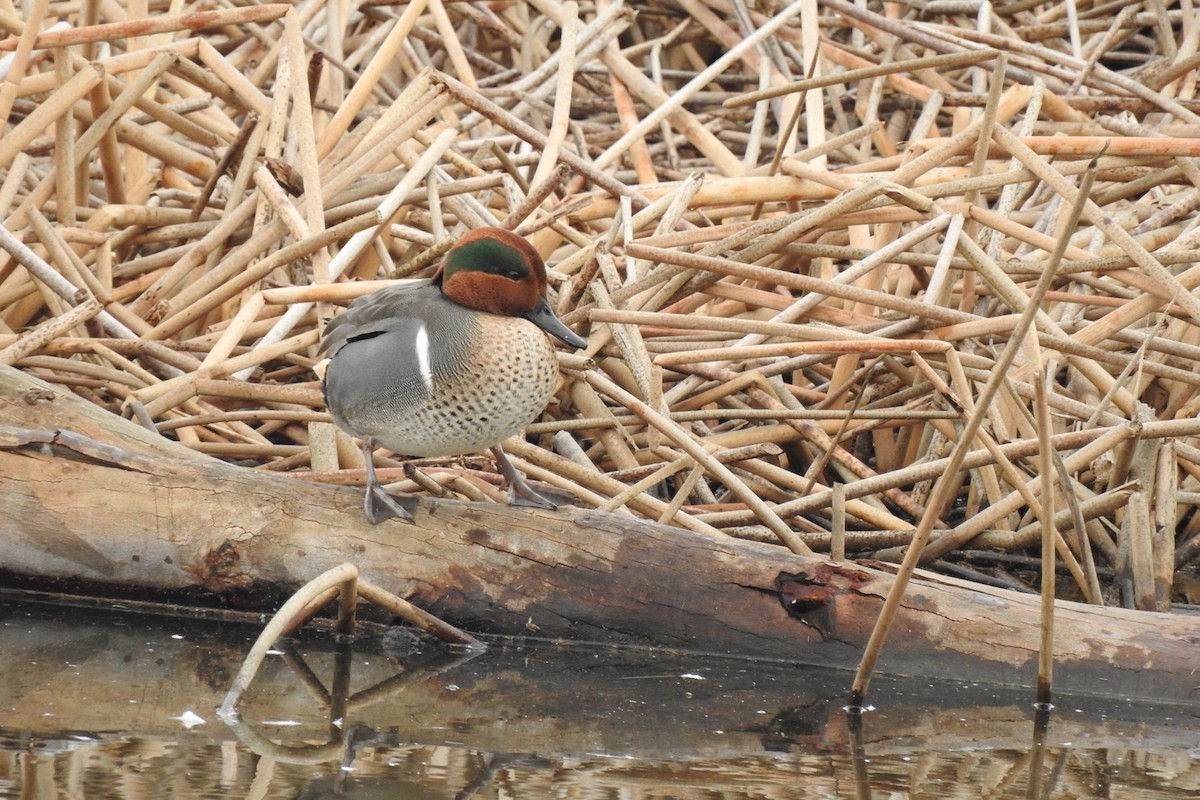 Green-winged Teal - ML125423661
