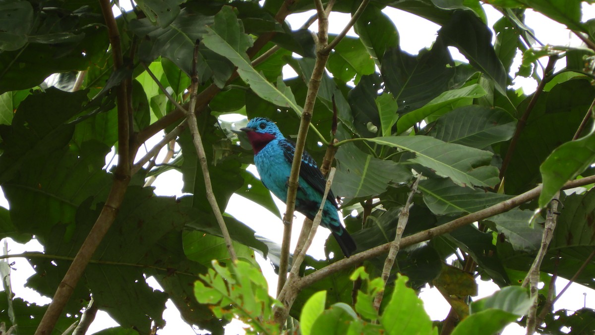 Spangled Cotinga - ML125424091