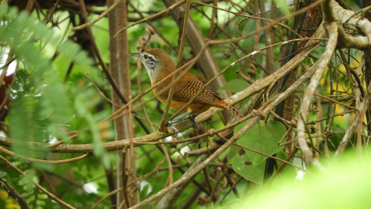 Cucarachero Pechihabano - ML125424111