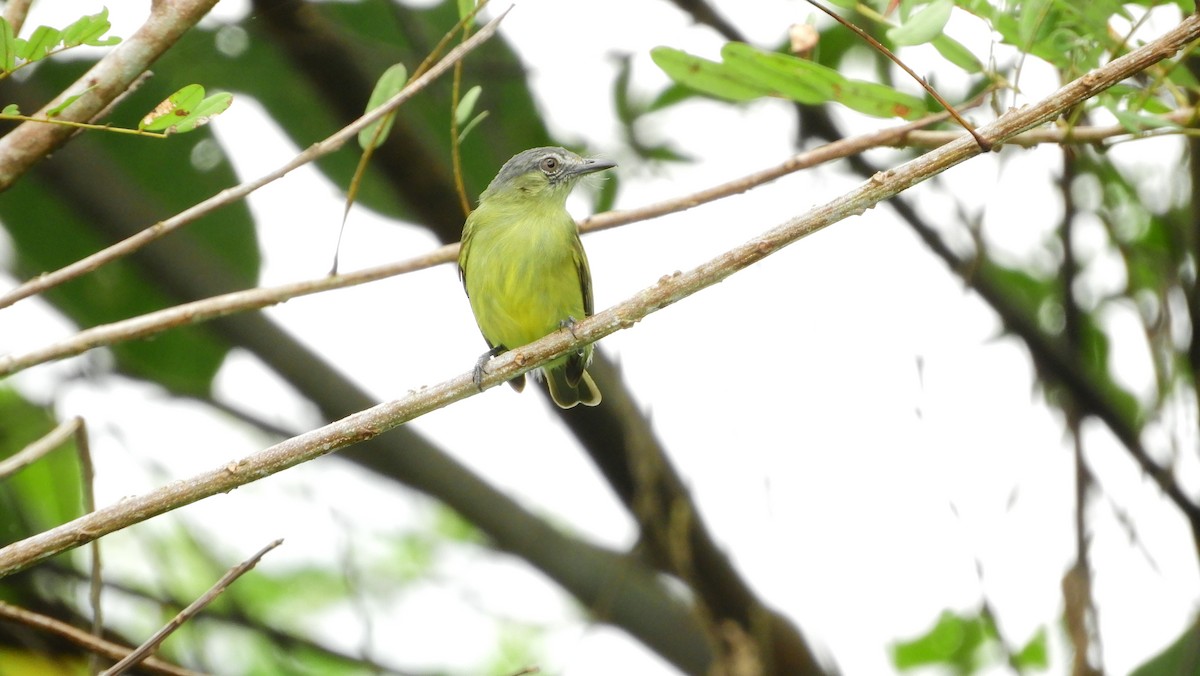 Gray-crowned Flatbill - ML125424181