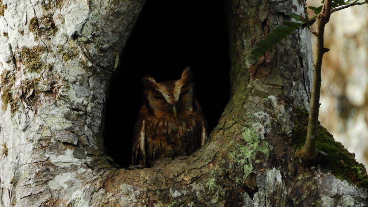 Tropical Screech-Owl - ML125424331