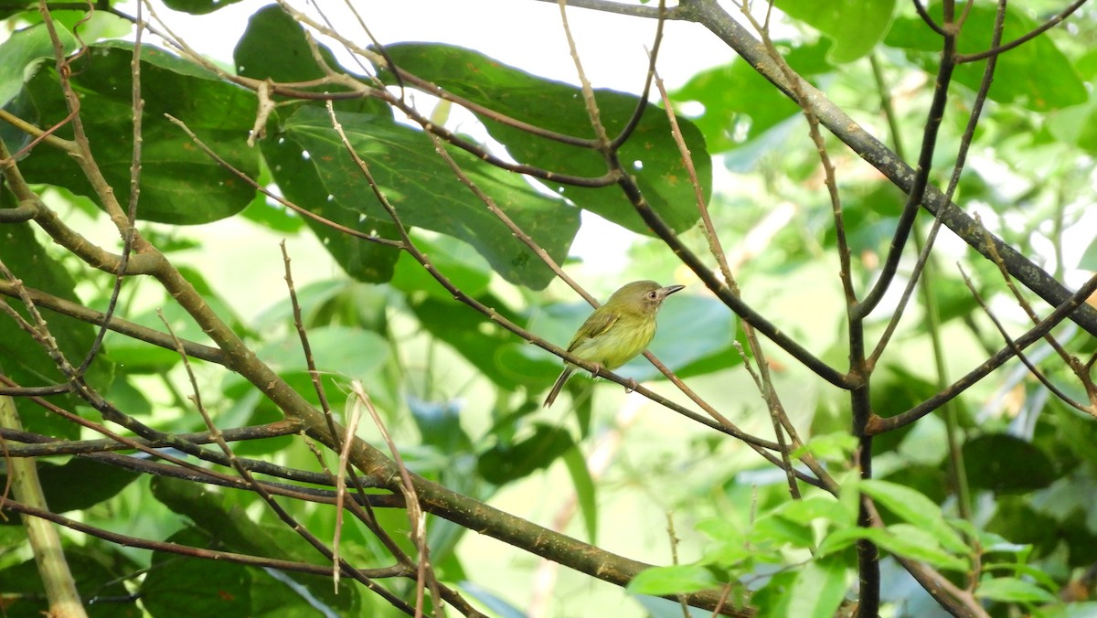 Stripe-necked Tody-Tyrant - ML125424651