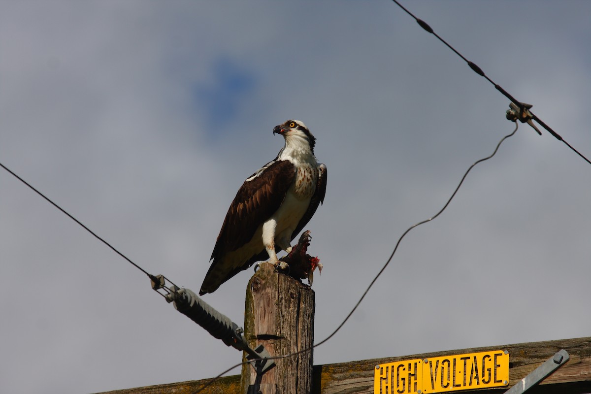 Águila Pescadora - ML125429061