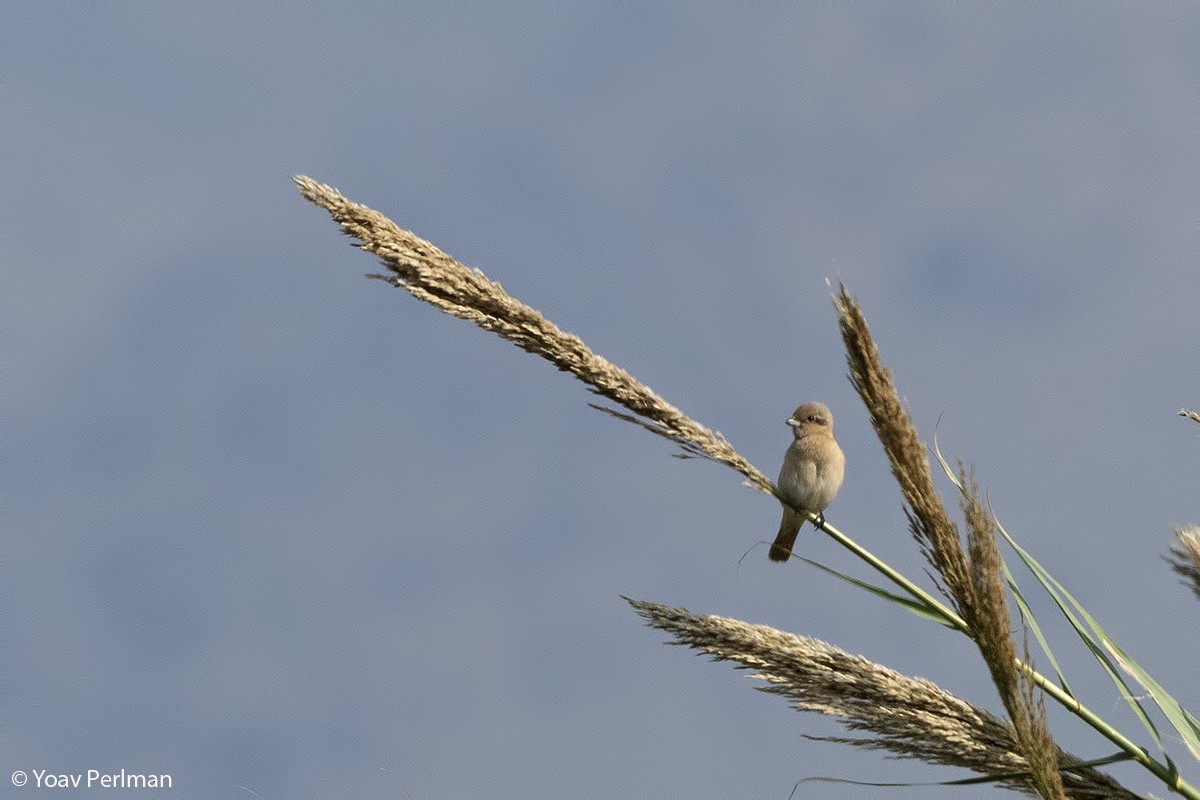 Isabelline Shrike - ML125429901