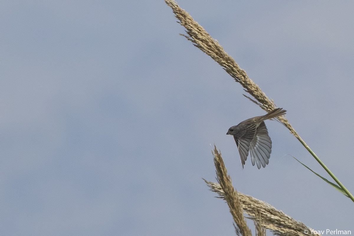 Isabelline Shrike - ML125429911