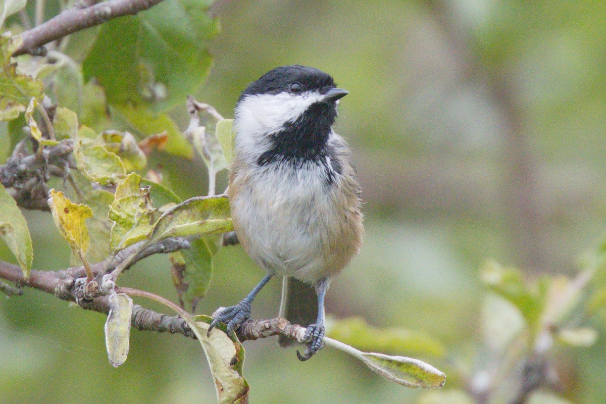 Black-capped Chickadee - ML125430221