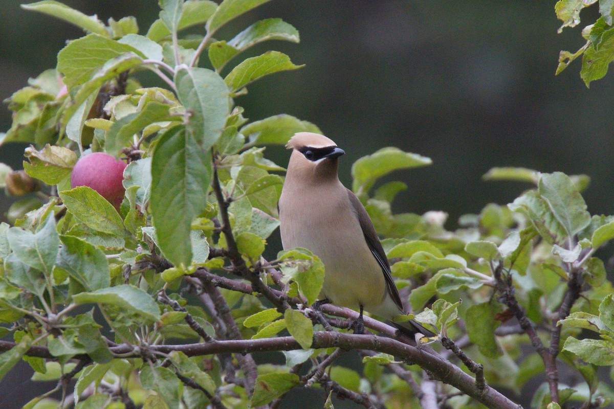 Cedar Waxwing - ML125430461