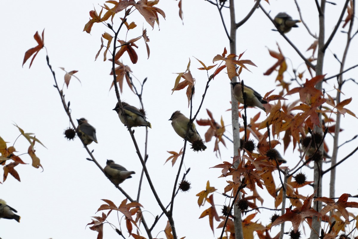 Cedar Waxwing - ML125430601