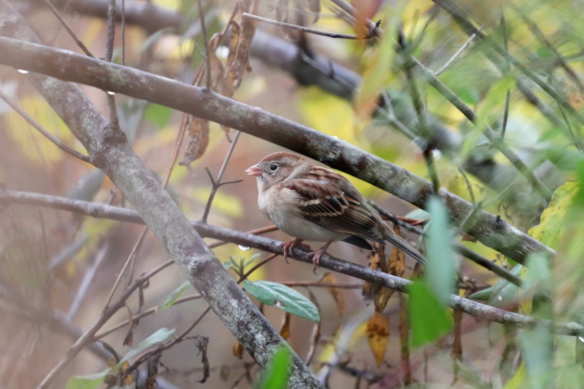 Field Sparrow - ML125430721