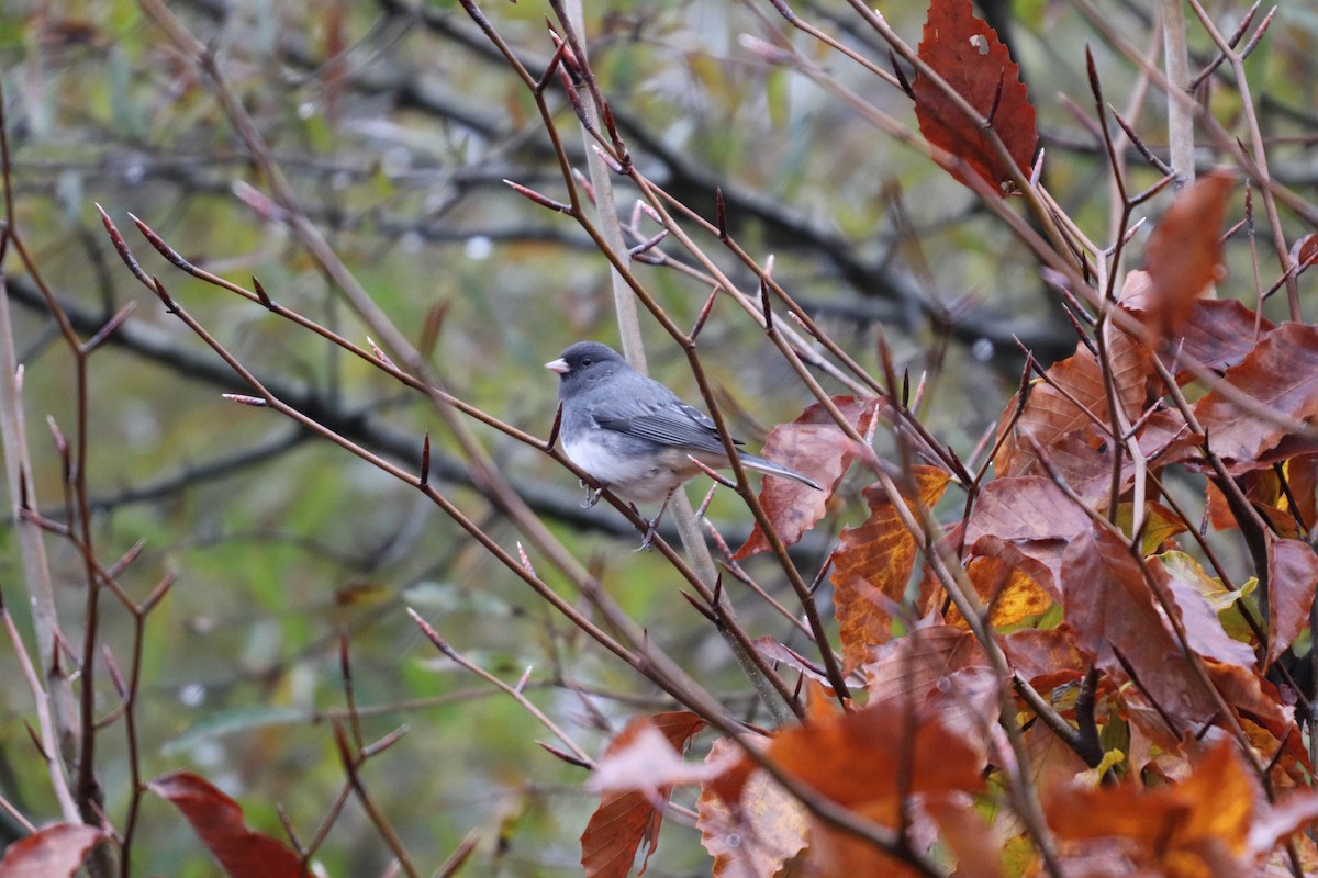 Dark-eyed Junco (Slate-colored) - ML125430741