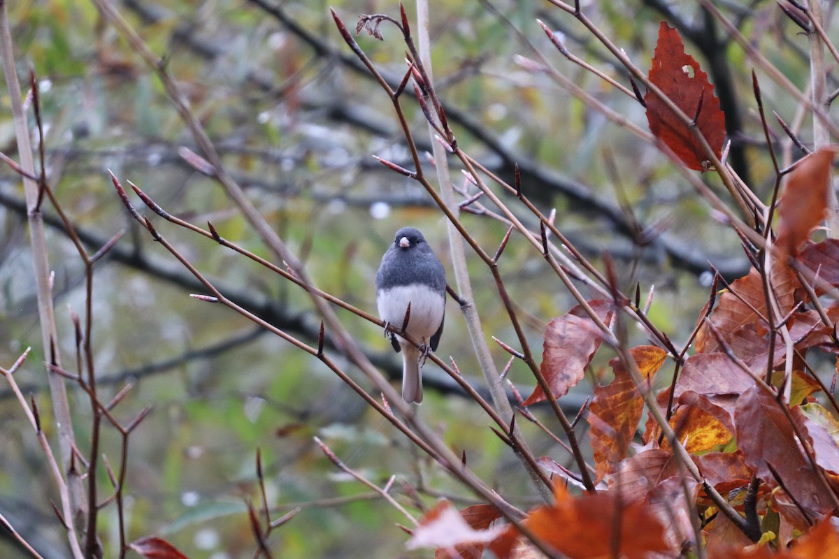 Dark-eyed Junco (Slate-colored) - ML125430751
