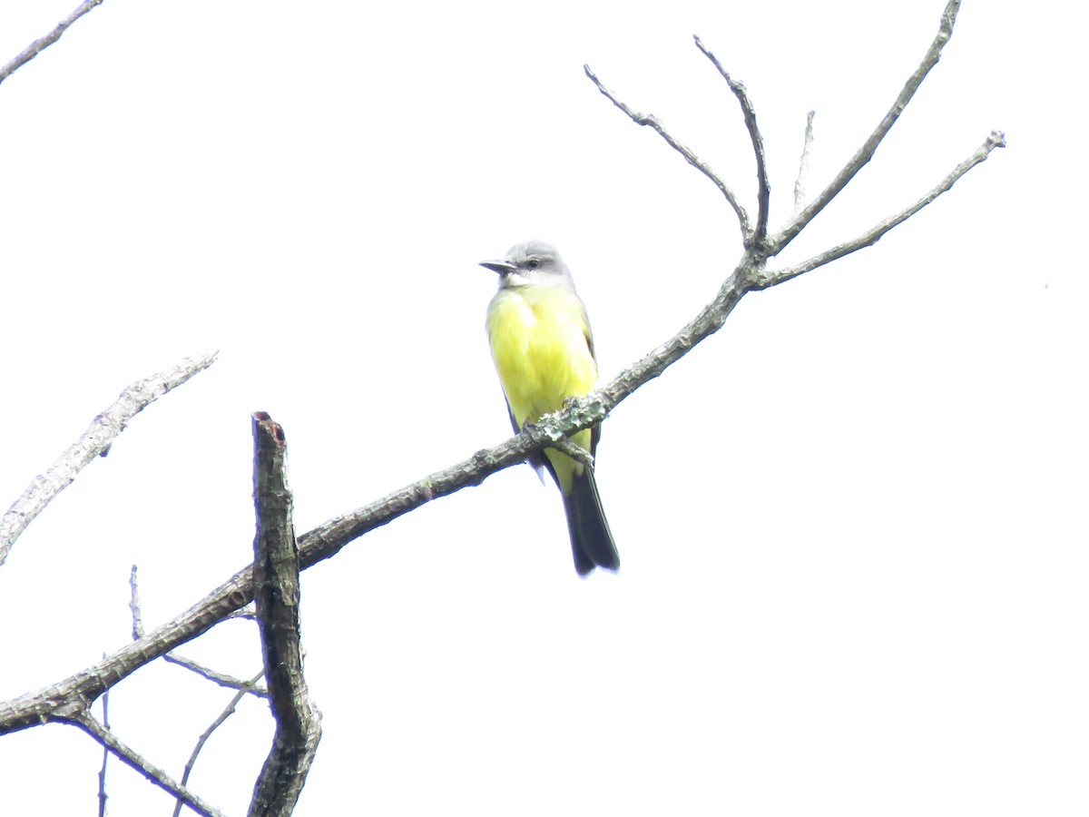 Tropical Kingbird - ML125433581