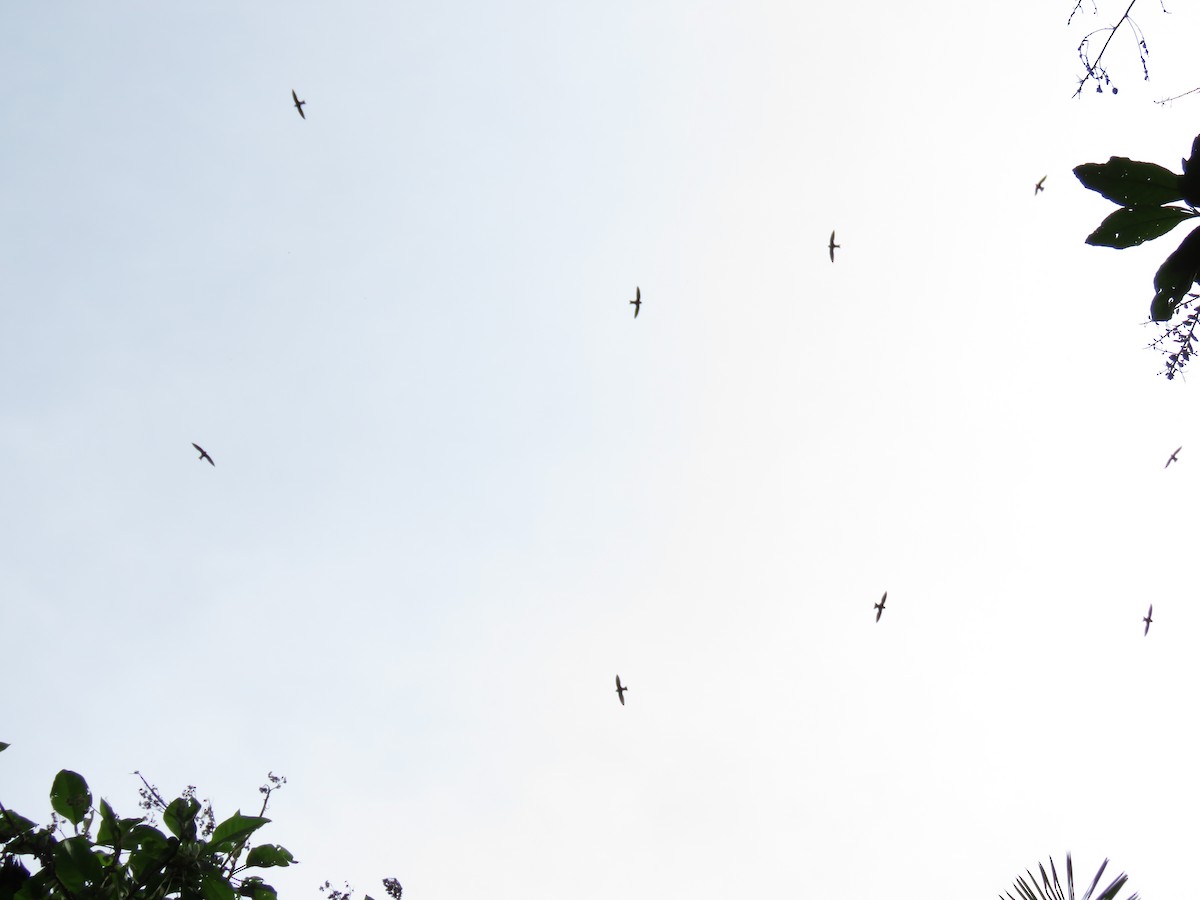White-collared Swift - ML125434021
