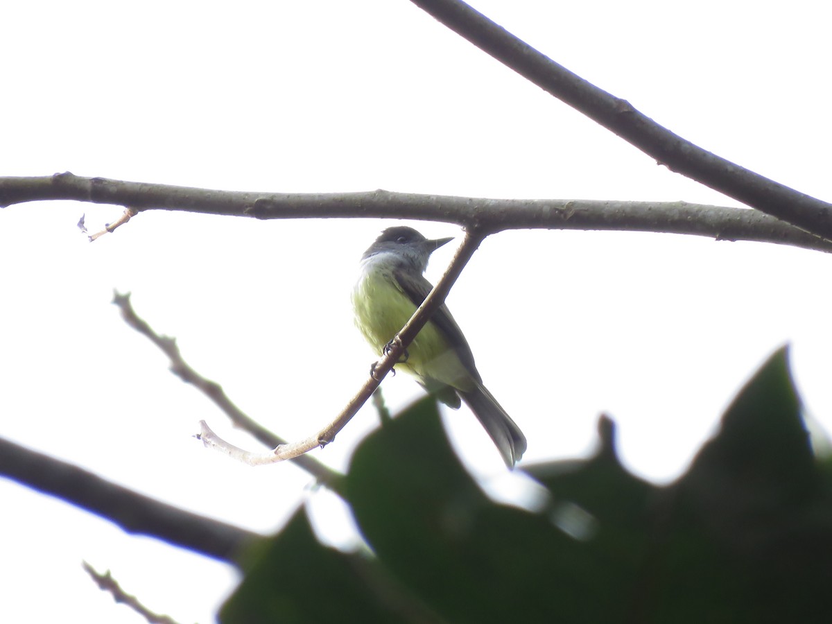Dusky-capped Flycatcher - ML125434361