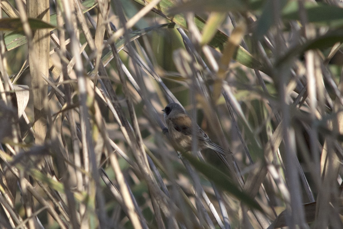 Eurasian Penduline-Tit - ML125435211