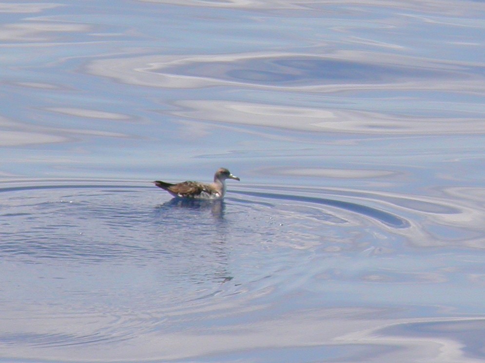 Cory's Shearwater - ML125436751