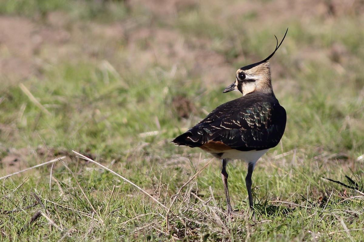 Northern Lapwing - ML125437081