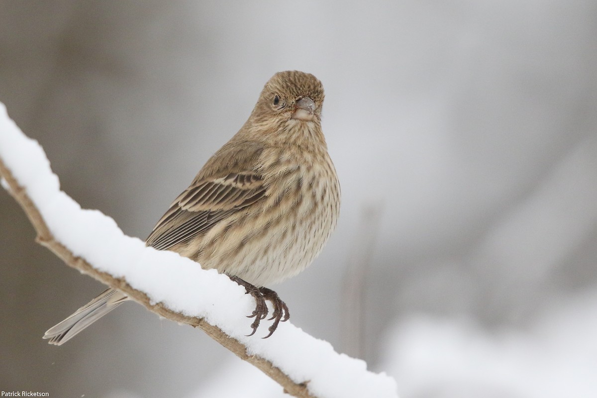 House Finch - ML125437821