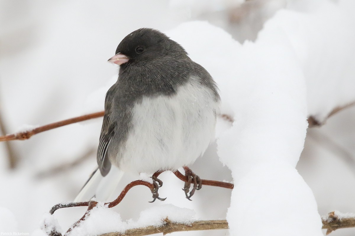 Dark-eyed Junco - ML125437981