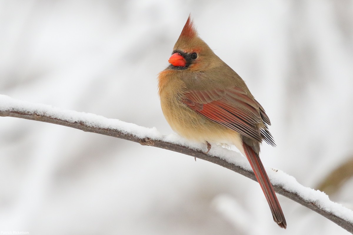 Cardinal rouge - ML125437991