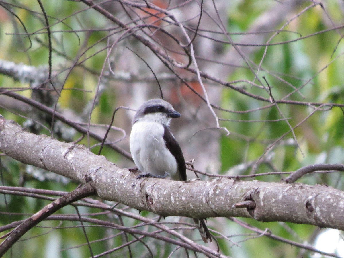 Mackinnon's Shrike - James Bradley