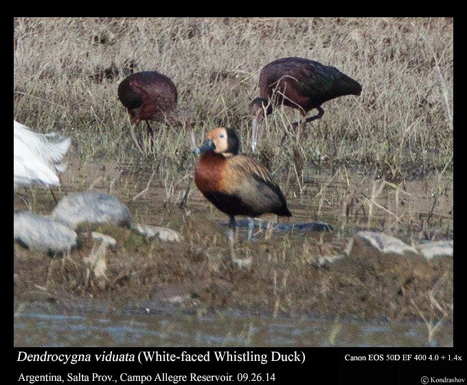 White-faced Whistling-Duck - Peter Kondrashov