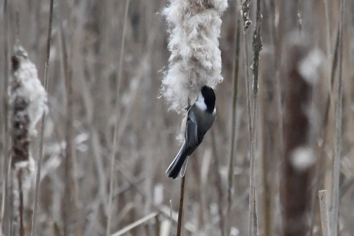 Black-capped Chickadee - ML125445301