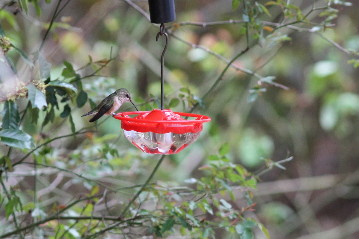 Rufous Hummingbird - Nathan Goldberg