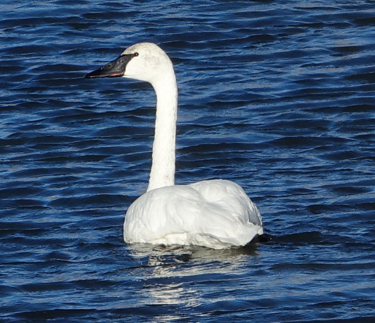 Cygne trompette - ML125445491
