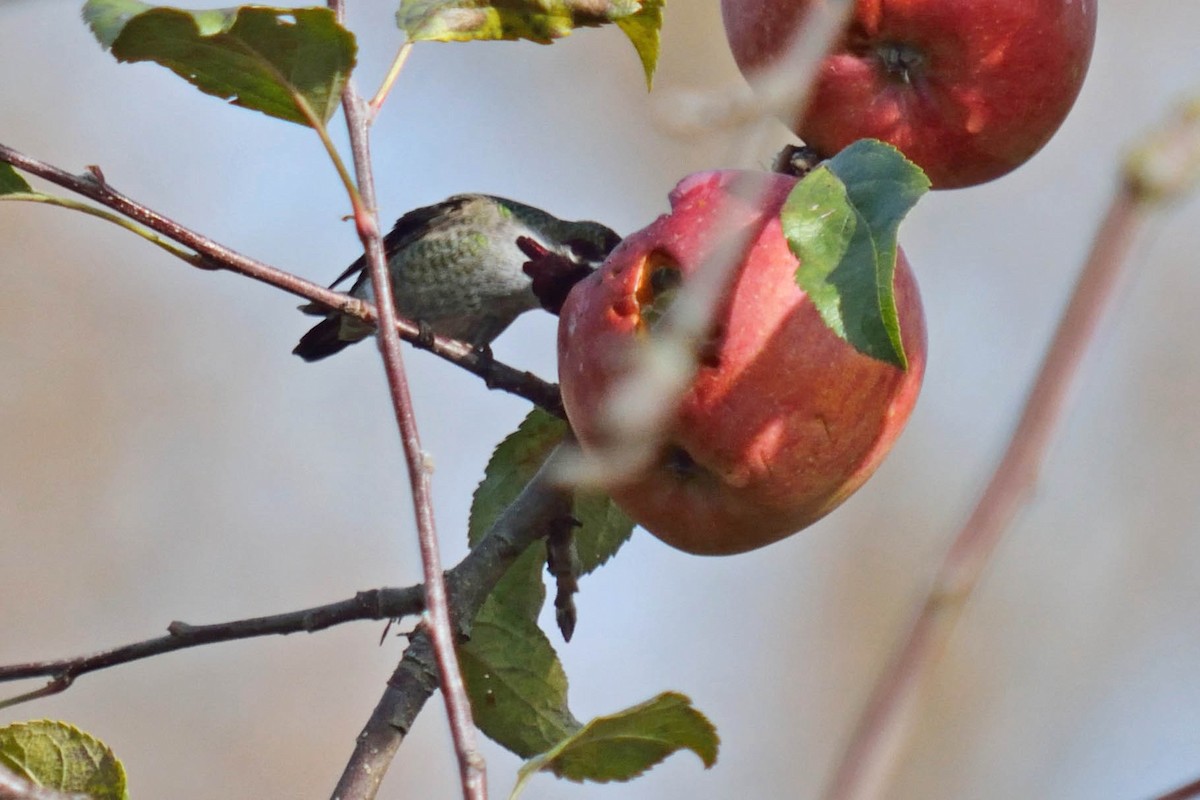 Anna's Hummingbird - ML125448041