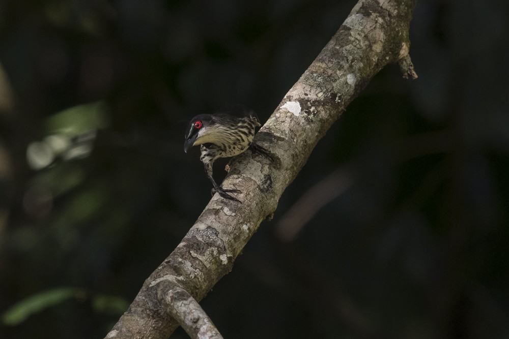 Metallic Starling - ML125448871