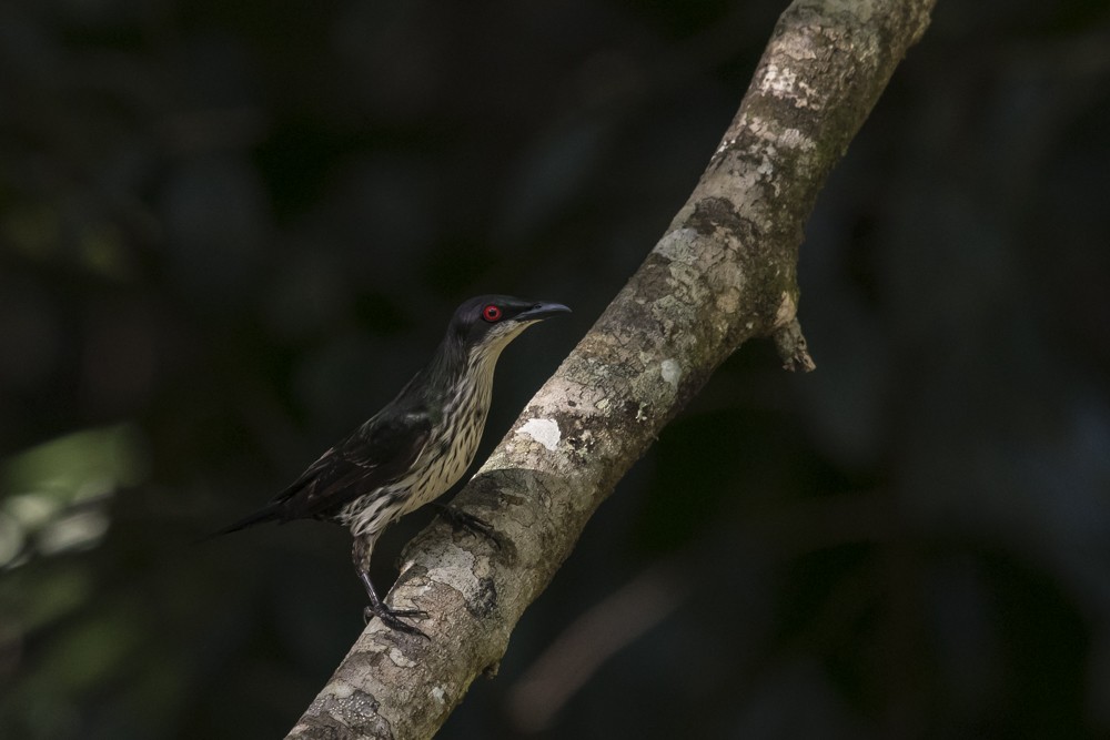 Metallic Starling - ML125448881