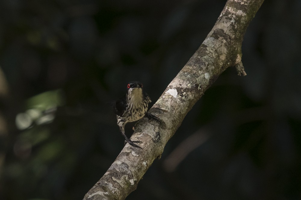 Metallic Starling - ML125448891