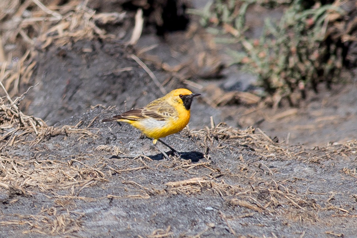 Orange Chat - ML125449821